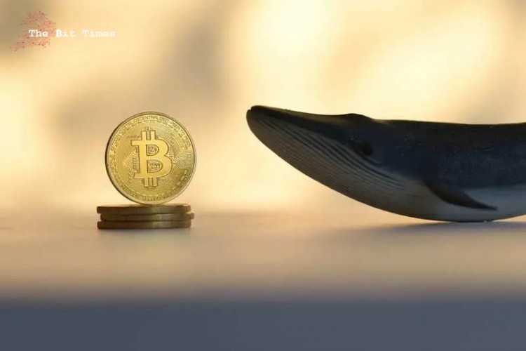 [尼约宇宙]比特币链上数据表明鲸鱼正在采取行动