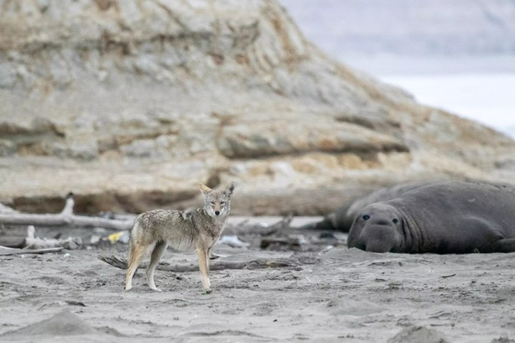[亚伯拉罕]海洋科学家解开了加州海岸海豹幼崽被斩首的谜团