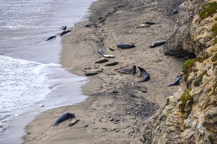 海洋科学家解开了加州海岸海豹幼崽被斩首的谜团